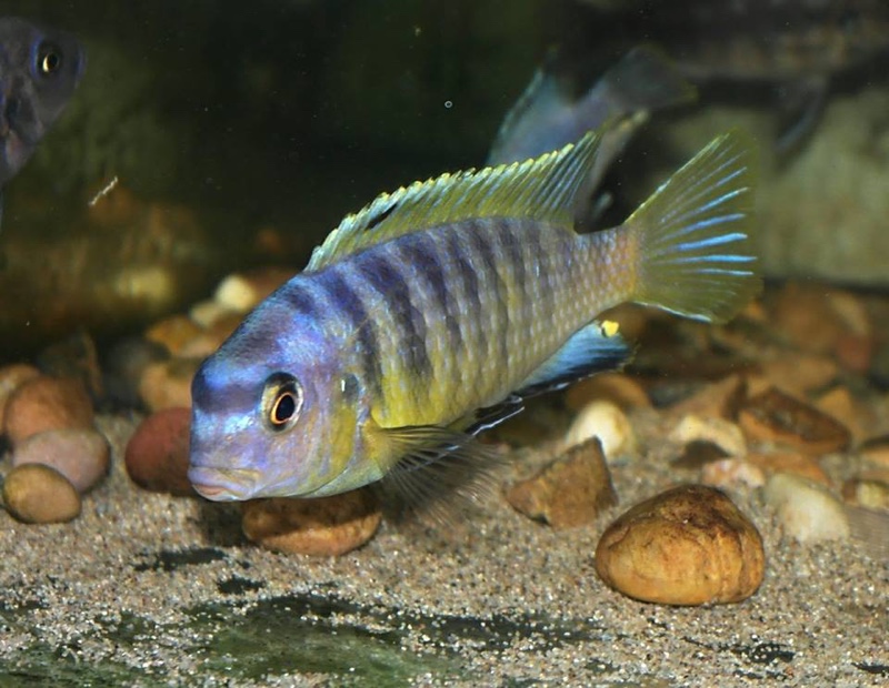 Tropheops sp. 'aurora' Ndonga